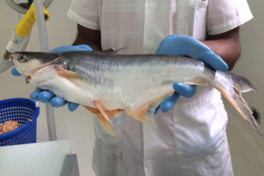 Pangasius producer in Dominican Republic gains entry to US market