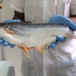 Pangasius producer in Dominican Republic gains entry to US market