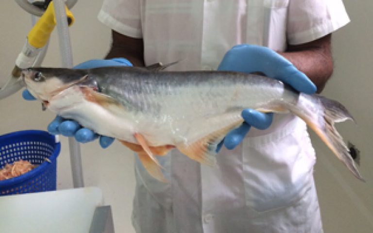 Pangasius producer in Dominican Republic gains entry to US market